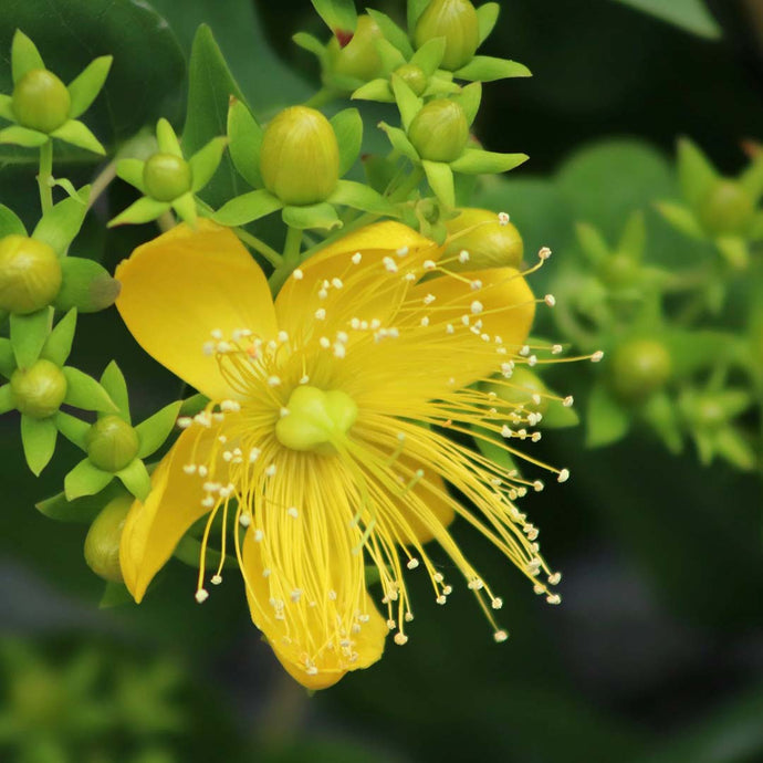 St. John’s Wort is the miracle herb